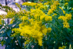 Solidago sp.