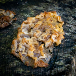 Phaeotremella frondosa