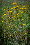 Rudbeckia hirta