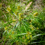 Cyperus esculentus
