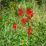 Lobelia cardinalis