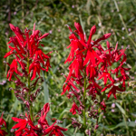 Lobelia cardinalis