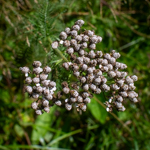 Achillea millefolium