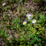 Erigeron annuus