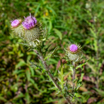 Cirsium discolor