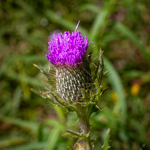 Cirsium discolor