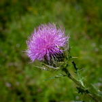 Cirsium discolor