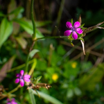 Dianthus armeria