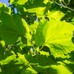 Platanus occidentalis
