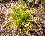 Carex sp.