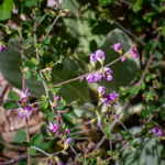 Lespedeza virginica