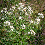 Pseudognaphalium obtusifolium