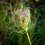 Daucus carota