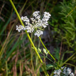 Daucus carota
