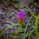 Centaurea stoebe