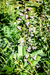 Baptisia australis