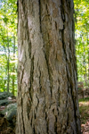 Carya ovata