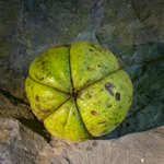 Carya ovata