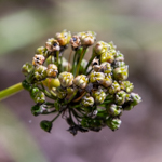Allium cernuum