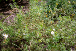 Potentilla fruticosa 'Pink Beauty'
