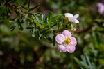 Potentilla fruticosa 'Pink Beauty'