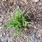 Carex sp.