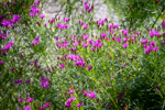 Vernonia lettermannii 'Iron Butterfly'