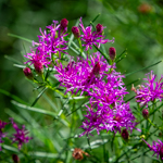 Vernonia lettermannii 'Iron Butterfly'