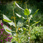 Asclepias syriaca