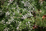 Symphyotrichum ericoides 'Snow Flurry'