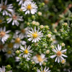 Symphyotrichum ericoides 'Snow Flurry'