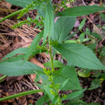 Solidago rugosa