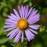 Symphyotrichum oblongifolium 'October Skies'