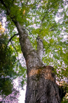 Acer rubrum