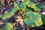 Eurybia macrophylla