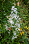 Symphyotrichum lateriflorum