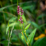 Persicaria longiseta