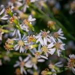 Symphyotrichum lateriflorum