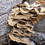 Trametes versicolor