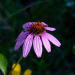 Echinacea purpurea