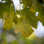 Acer rubrum