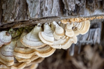 Trametes versicolor