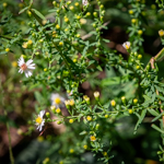 Symphyotrichum racemosum
