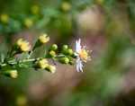 Symphyotrichum racemosum