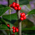 Ilex verticillata 'Winter Red'