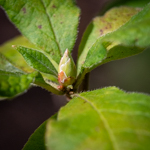 Rhododendron periclymenoides