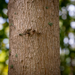 Acer saccharum