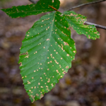 Fagus grandifolia