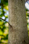 Fagus grandifolia