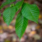 Carpinus caroliniana